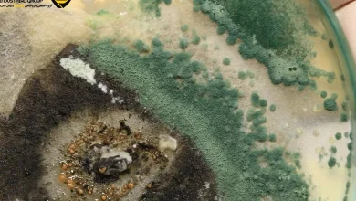 قبل از خرید ضد کپک صنعتی، این 3 نکته حیاتی رو بدون!