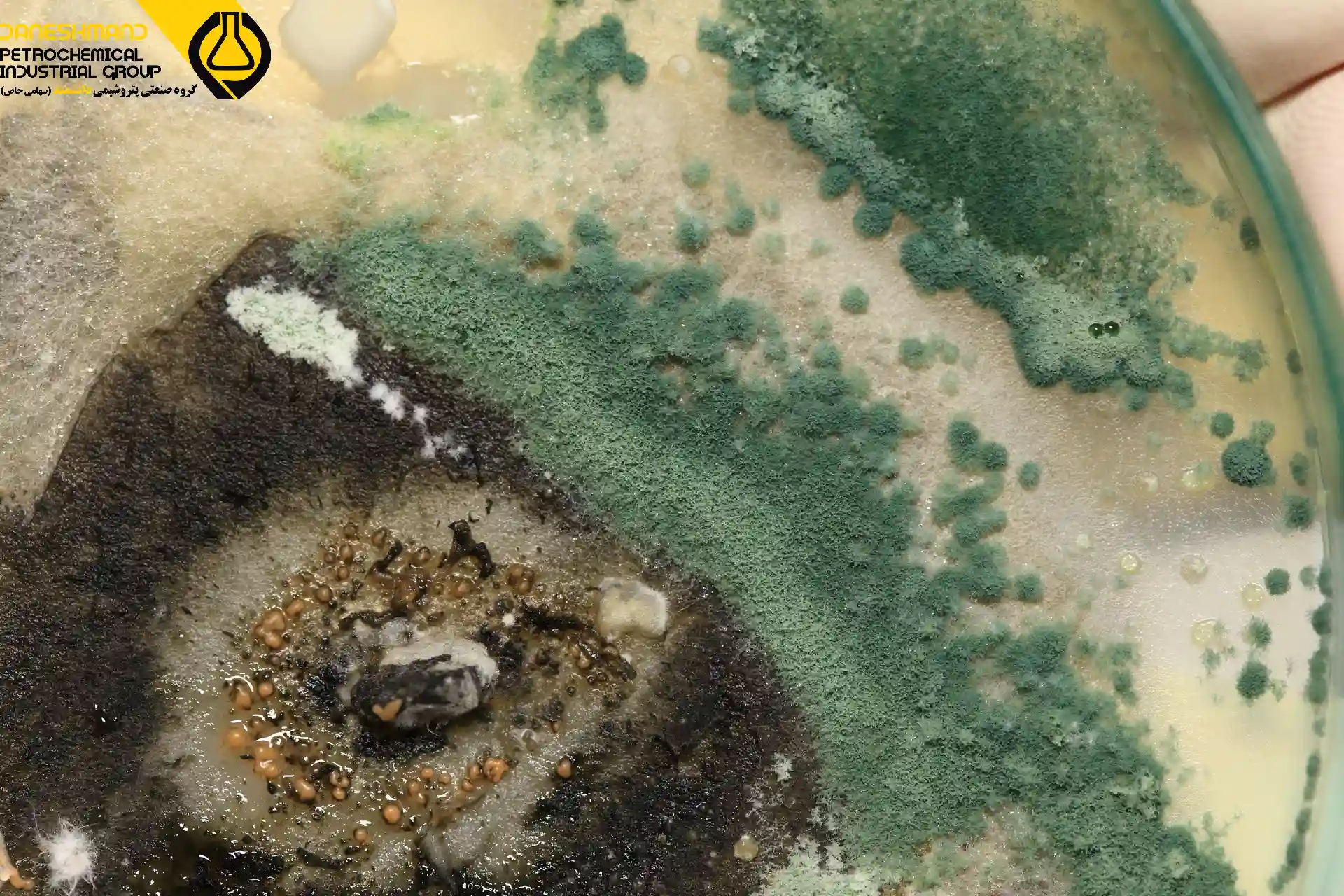 قبل از خرید ضد کپک صنعتی، این 3 نکته حیاتی رو بدون!